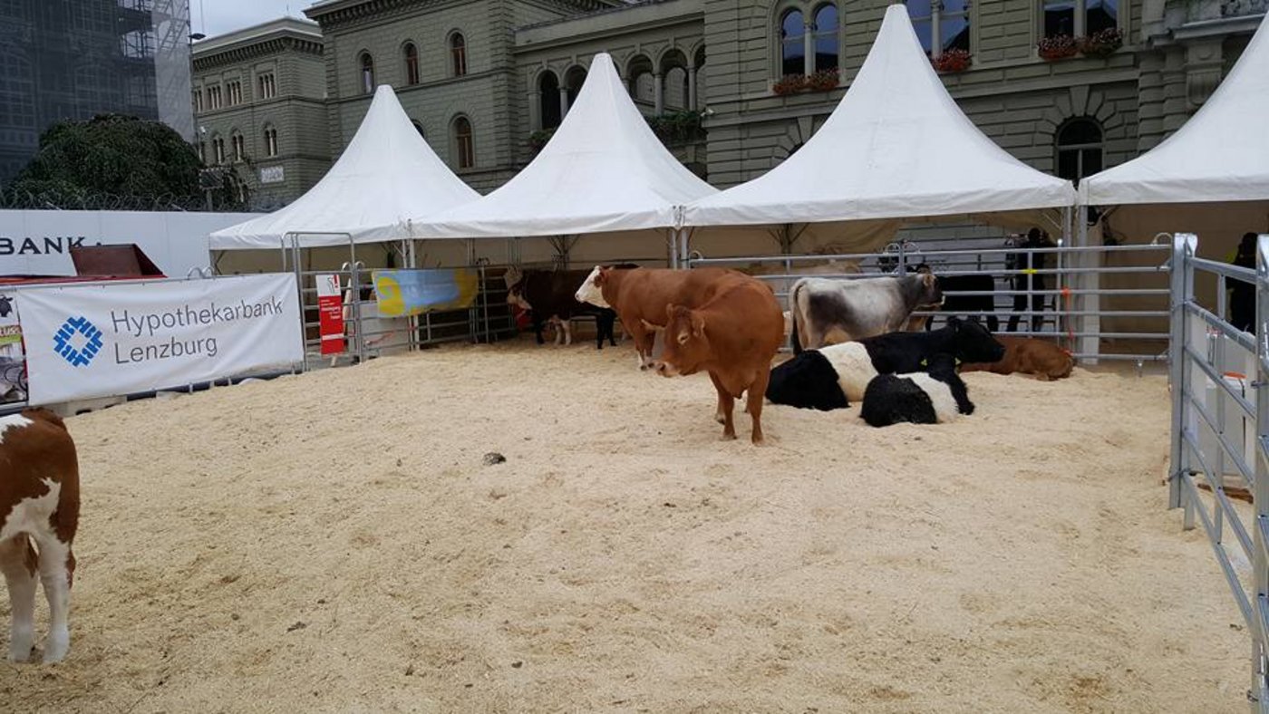 Mutterkühe und Kälber auf dem Bundesplatz? Kein alltäglicher Anblick. (Bild beef.ch/Facebook)