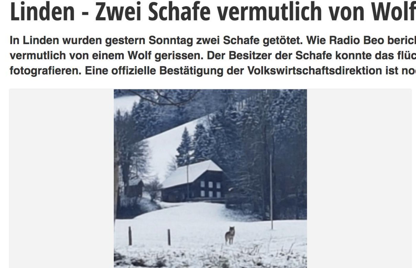 So berichtet «Bern-Ost» über den mutmasslichen Wolfsriss: Der Schafbesitzer konnte das flüchtende Tier fotografieren. (Bild Screenshot bern-ost.ch)