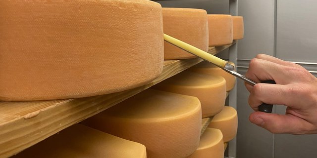 Die Bakterien im Käse stellen Vitamin K2 her – aber nicht alle Mikroorganismen produzieren es in vergleichbarer Menge. (Bild  J. Haldemann / Agroscope)