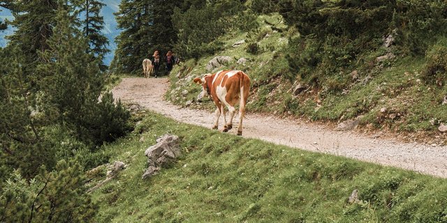 Bei Kuh-Angriffen sollte man nicht wegrennen, sondern ruhig weitergehen. Wenn man rennt, wird die Kuh mit grosser Wahrscheinlichkeit hinterherrennen. (Bild pixabay)