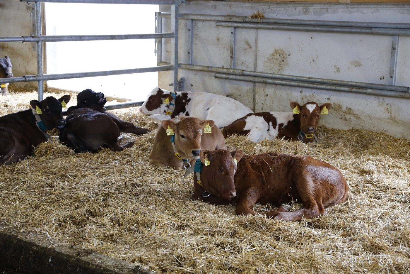 Kälber Die Nachfrage nach tierischen Produkten wird sich verändern - aber nicht überall in die gleiche Richtung. (Bild ji)