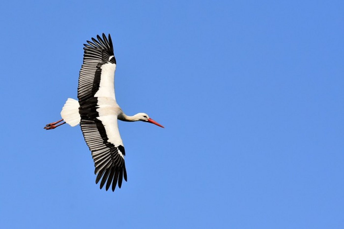 Birdlife will es wissen: Wer hat den Weissstorch gesehen? (Bild pixabay)