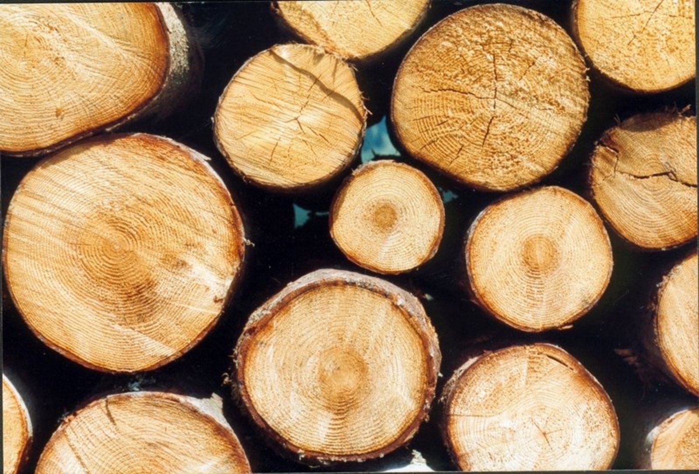 Die geringen Niederschlagsmengen der letzten Jahre und die klimatischen Veränderungen würden dazu führen, dass viel geschwächtes Holz geräumt werden müsse. (Bild BauZ)