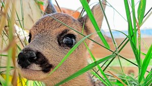 Ende April bis Anfan Ende April bis Anfang Juli setzen die Rehgeissen ihre Kitze. Dann gilt es, vor dem Mähen nach den Tieren Ausschau zu halten – am besten aus der Luft, sagt der STS.