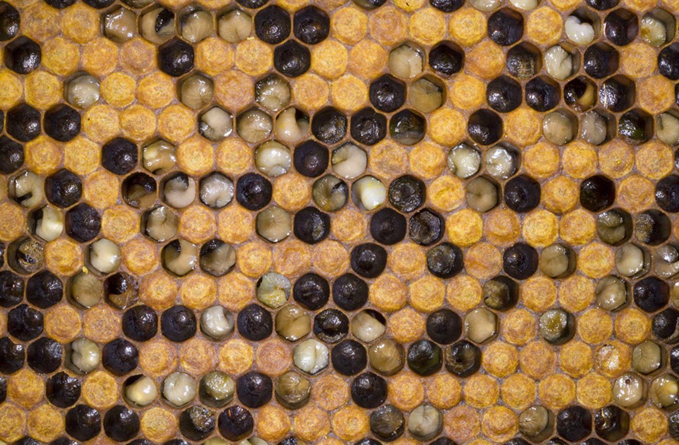 Die bösartige Fallbrut ist für andere Bienenvölker ansteckend und kann zu grossen Völkerverlusten führen. (Bild Agroscope)