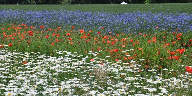 Die Agarflächen mit hohem Naturschutzwert unterstützen die Erhaltung von Biodiversität und erfüllten wichtige Aufgaben fürs Ökosystem. (Symbolbild BauZ)