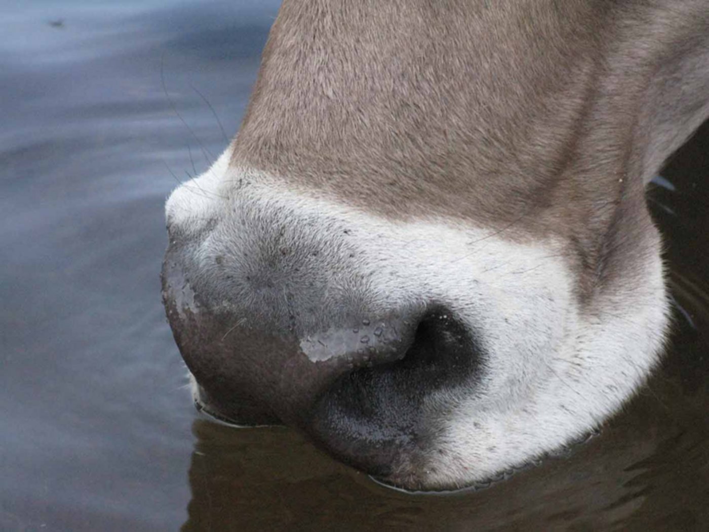 (Bild Silvia Fetzer/landwirtschaft.ch)