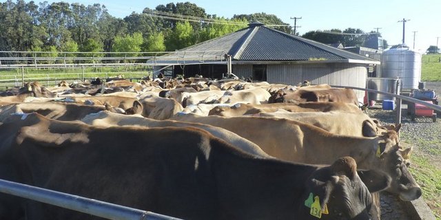 Kein Land exportiert mehr Milch als Neuseeland. (Symbolbild/lid)