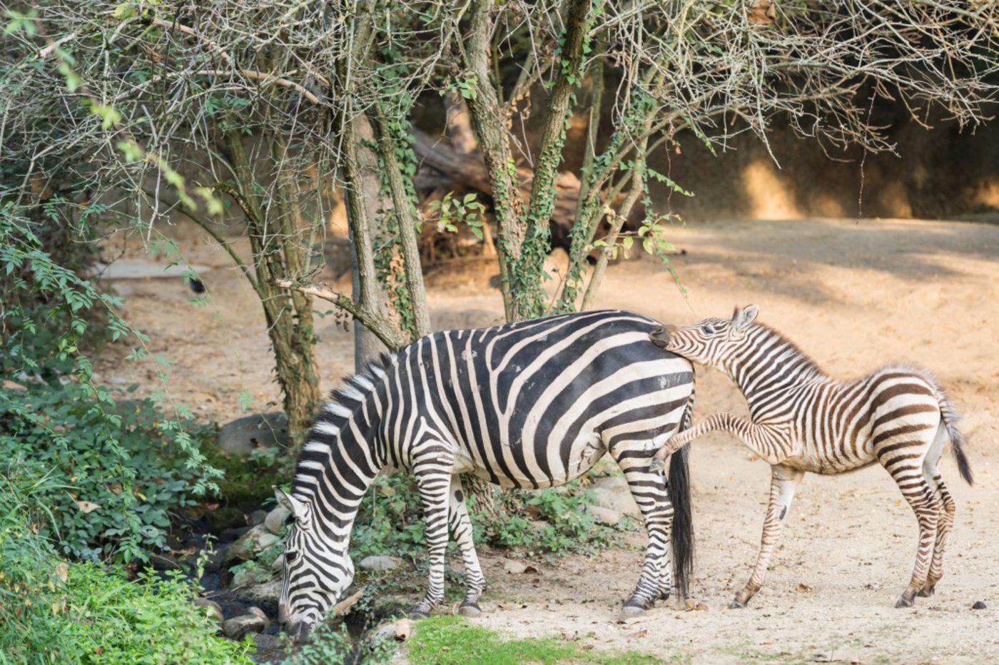 Zebra-Zuwachs: Das männliche Fohlen Pageri. (Bilder Zoo Basel)