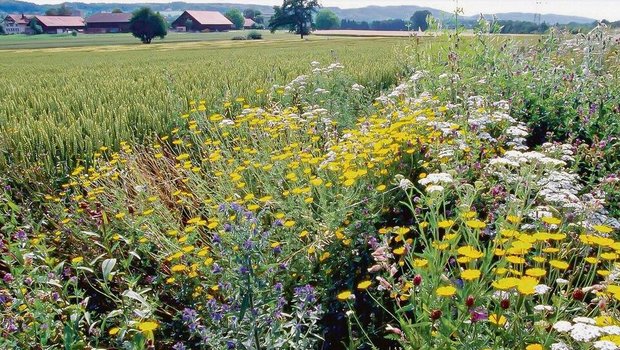 Dieses Bild dürfte ab 2024 häufiger zu sehen sein: Amtlich geforderte Ackerbegleitflora. 