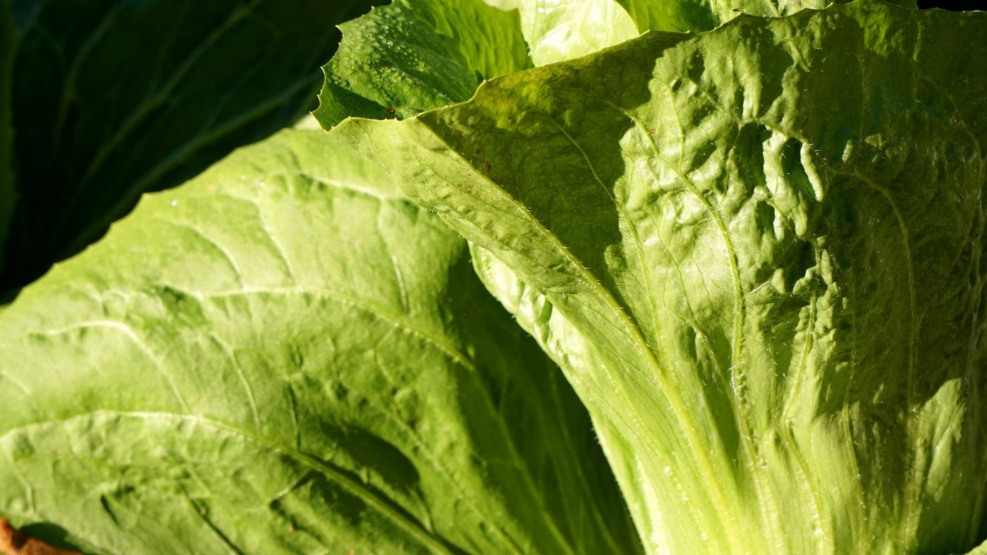 Zuckerhut wird auch Fleischkraut genannt. (Bild Pixabay)
