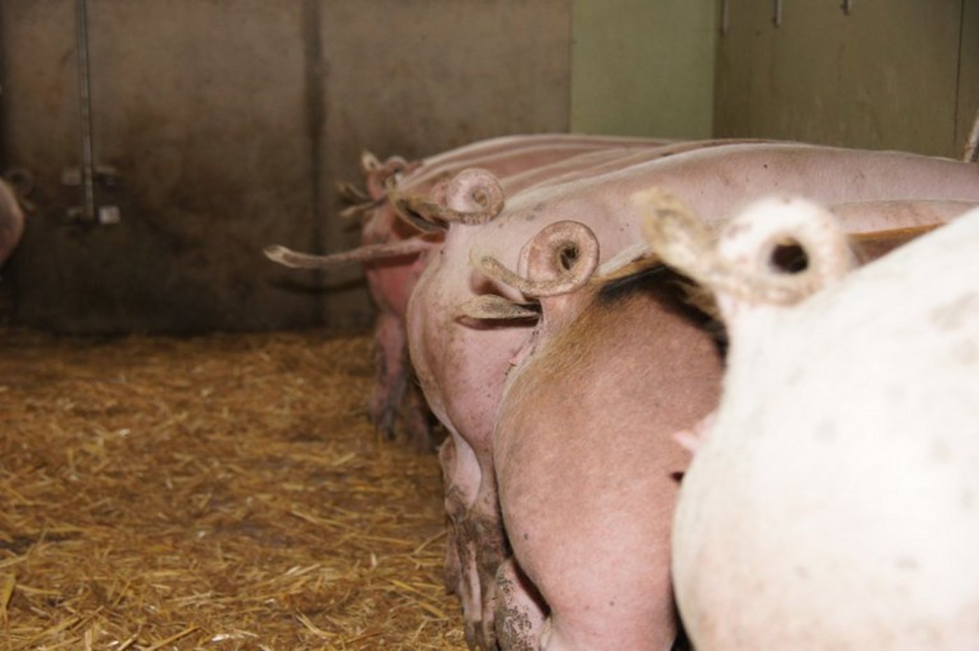 Das Label gilt vorerst nur für Schweine. (Symbolbild lid/ji)