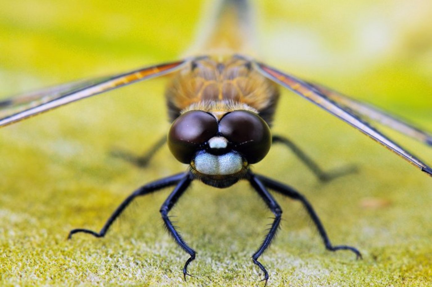 Das Verschwinden der Insekten bedroht die Ökosysteme – diverse Pflanzen- und Tierarten können nur Dank ihnen überleben. (Bild lid)