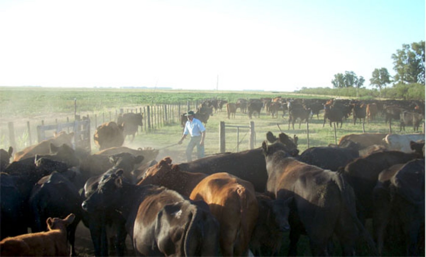 Rindfleisch in Argentinien hat sich seit Anfang dieses Jahres im Mittel um insgesamt 54% verteuert. (Bild: Alister.flint)