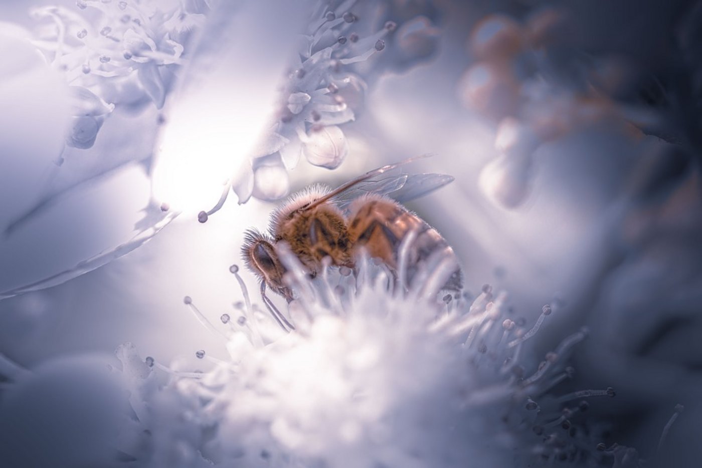 Da die Neonikotinoide auf die Nerven der Insekten wirken, fokussieren die Forschenden auf das Gehirn der Bienen, um einen Test zu etablieren. (Symbolbild Pixabay)