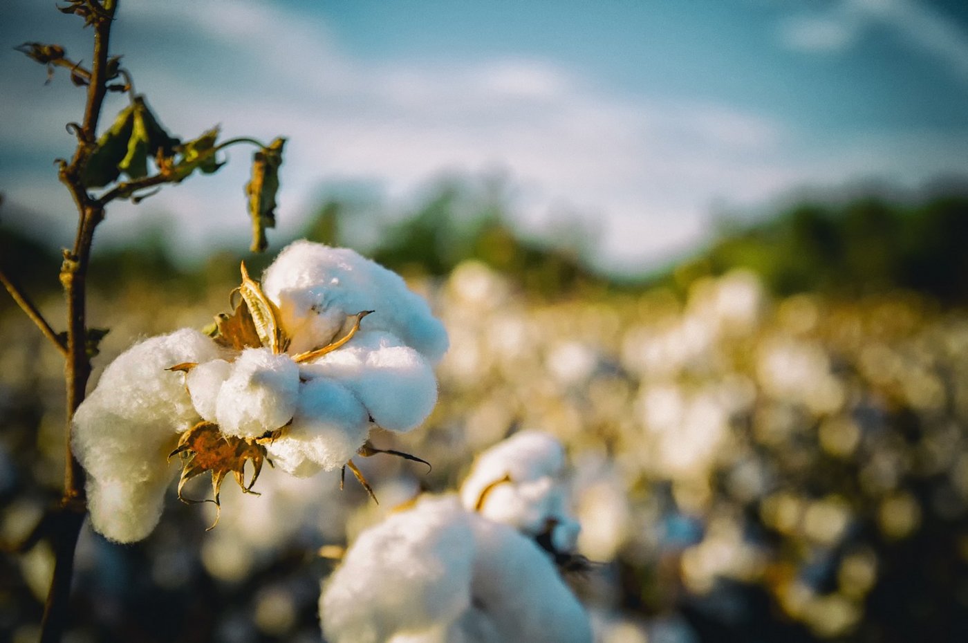 Das Herbizid Dicamba kommt bei Baumwolle zum Einsatz: Hier ein Feld im US-Bundesstaat Alabama. (Bild Pixabay)