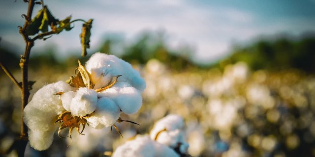 Das Herbizid Dicamba kommt bei Baumwolle zum Einsatz: Hier ein Feld im US-Bundesstaat Alabama. (Bild Pixabay)