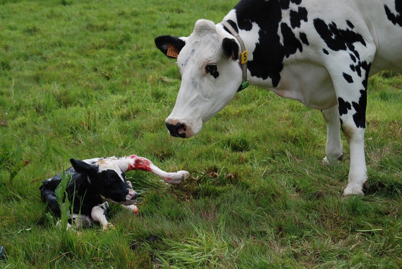 Abkalbungen auf der Weide haben für Kuh und Kalb gesundheitliche Vorteile. (Bild pixabay)