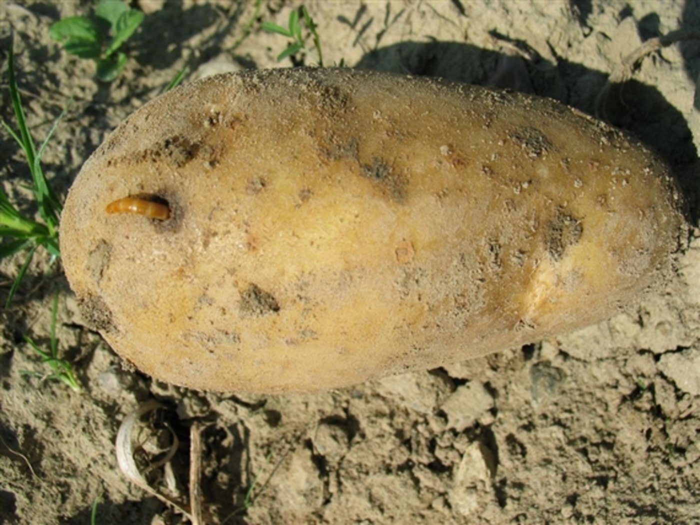 Der Drahtwurm ist robust: Die Larve des Ackerschnellkäfers kann ein Jahr ohne Futter und Wasser auskommen. (Bild FiBL, Hansueli Dierauer). 
