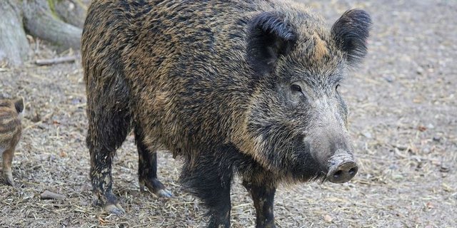 Wildschweine können das für Menschen ungefährliche Virus verschleppen. Die grösste Gefahr einer Einschleppung besteht aber durch Fleischabfälle. (Symbolbild Pixabay)
