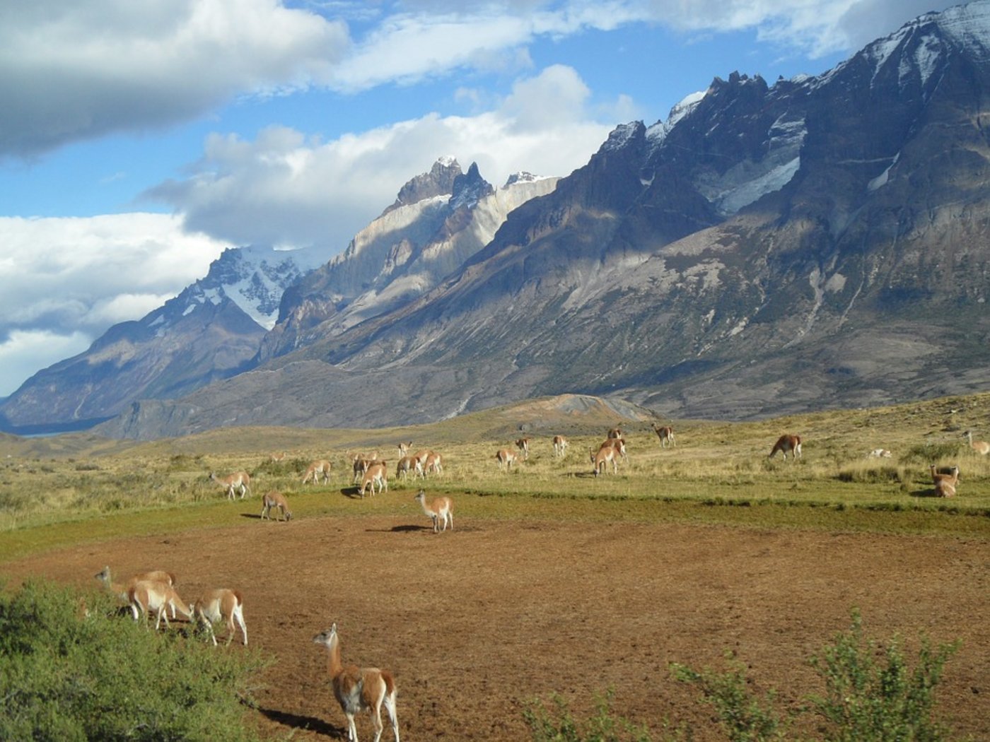 Alpakas in Patagonien (Chile). (Bild Pixabay)