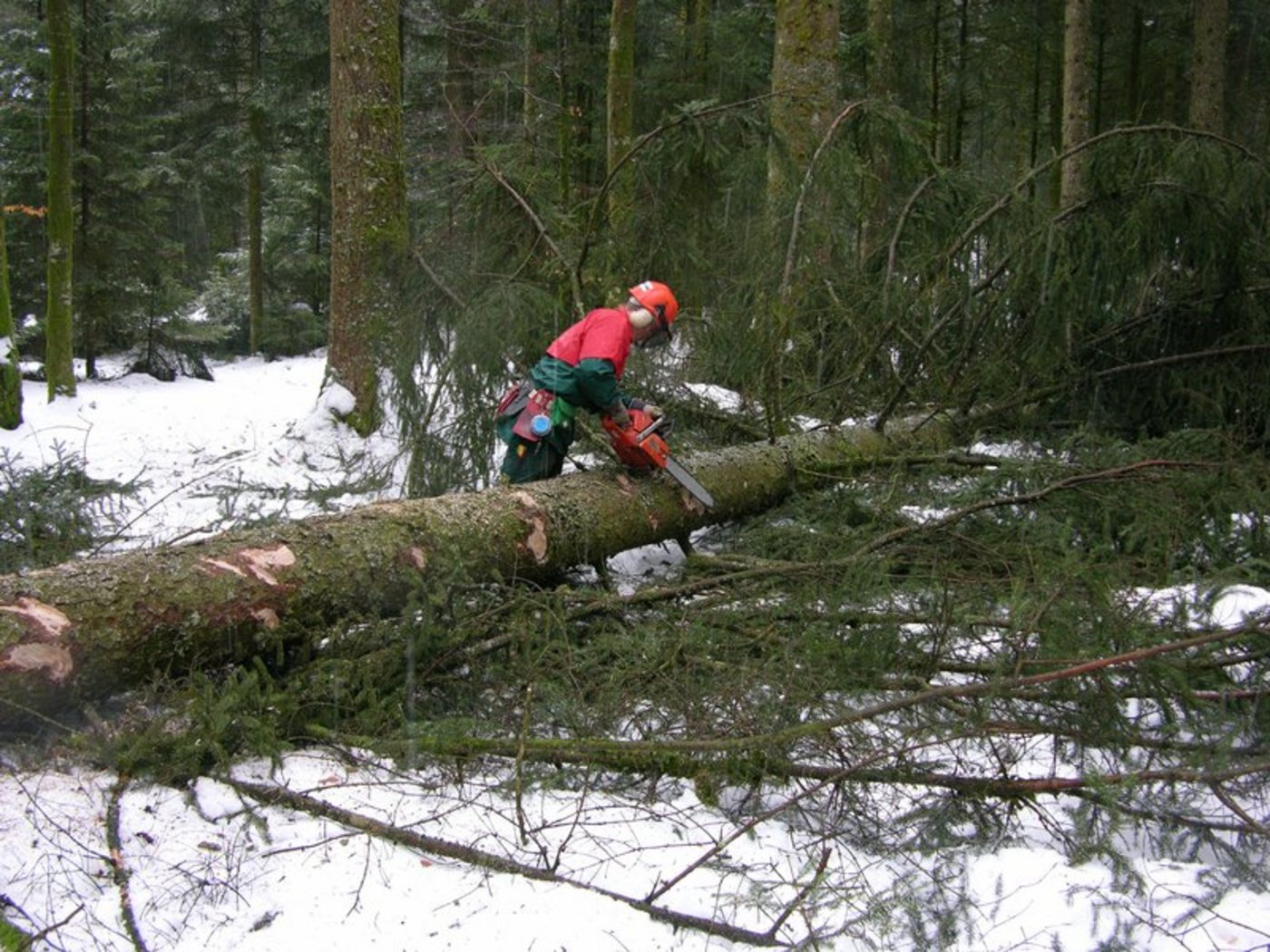 Beim Holzen in Mels geschah ein Unfall. (Symbolbild BauZ)
