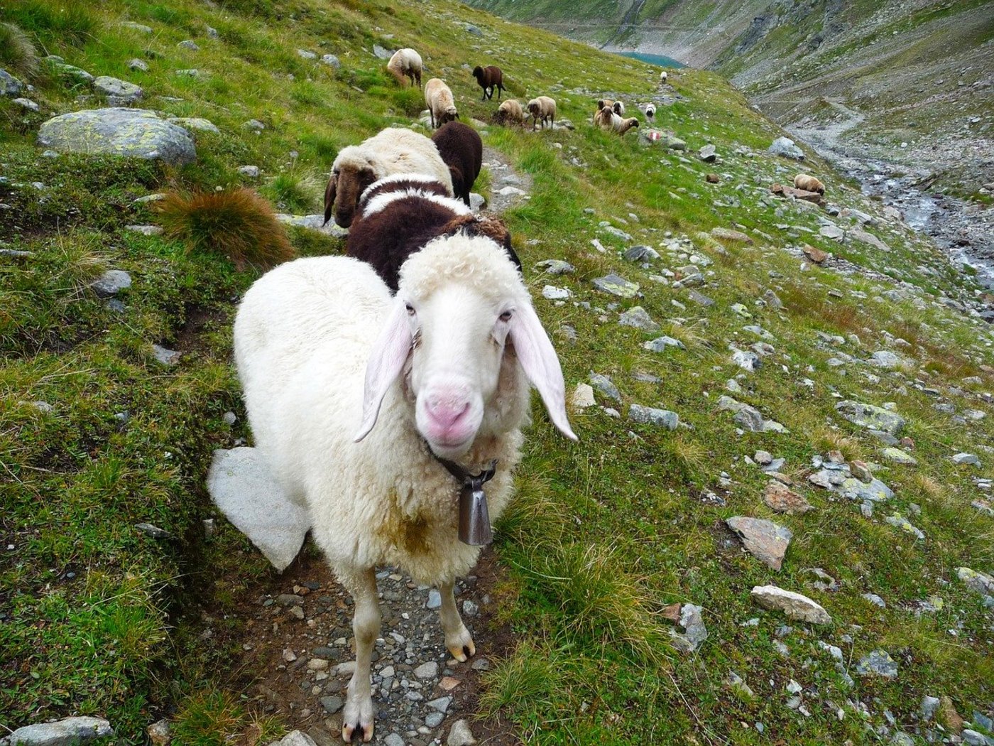 Neben Rindern, Ziegen und Schafen sind auch Wanderer gefährdet, gibt der SBV zu bedenken. Nicht direkt durch den Wolf, aber wegen Herdenschutzhunden und ängstlichen Mutterkühen. (Symbolbild Pixabay)