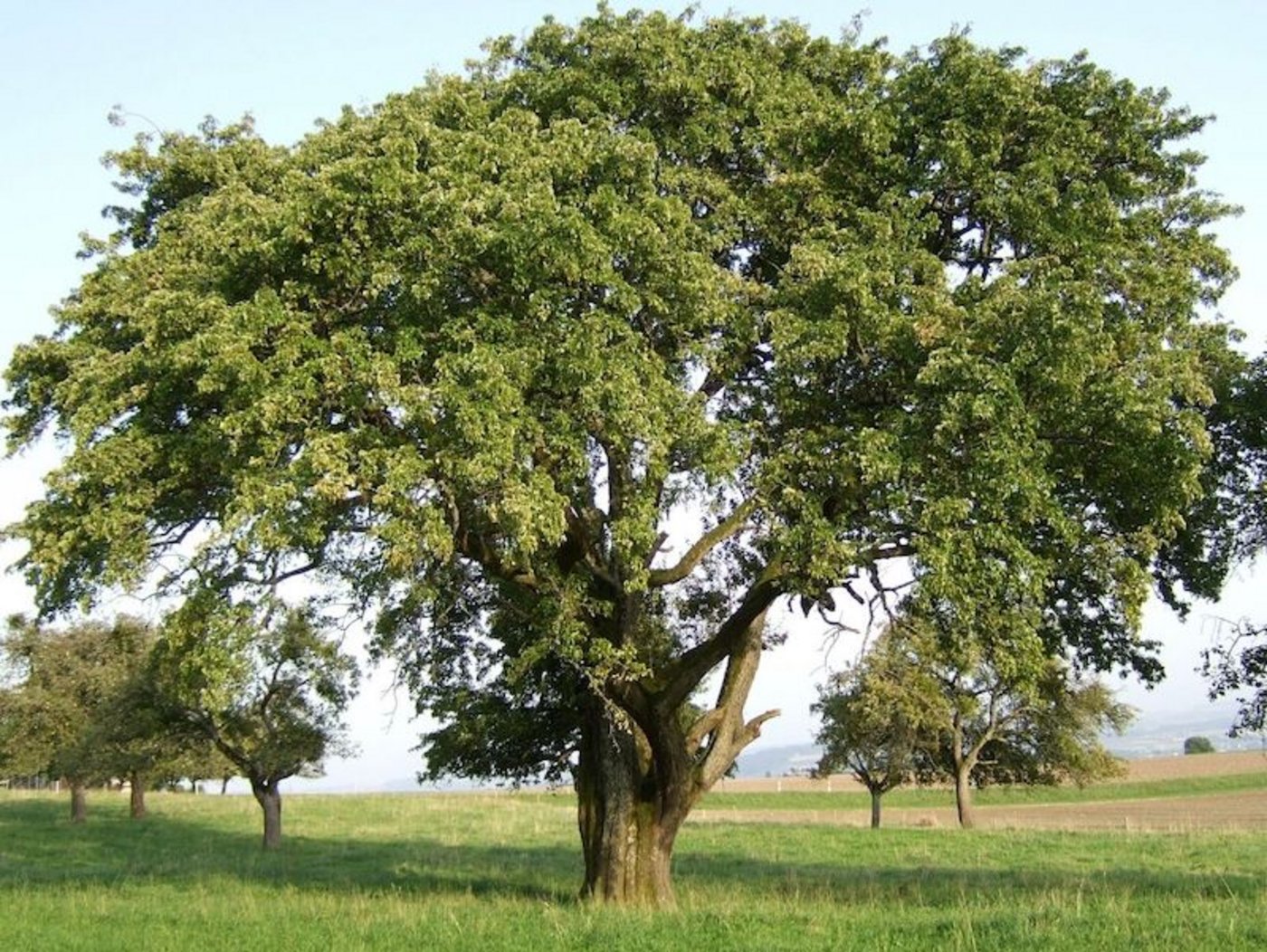 Sept-en-gueule: In der Schweiz wächst sie an einem riesigen Baum, mit einem Stammumfang von 4,7 Metern, in Orges VD.  (Bilder Klaus Gersbach)
