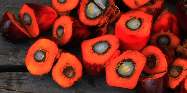 Das Freihandelsabkommen mit Indonesien steht wegen der Palmöl-Produktion des Landes unter Beschuss. (Symbolbild Pixabay)