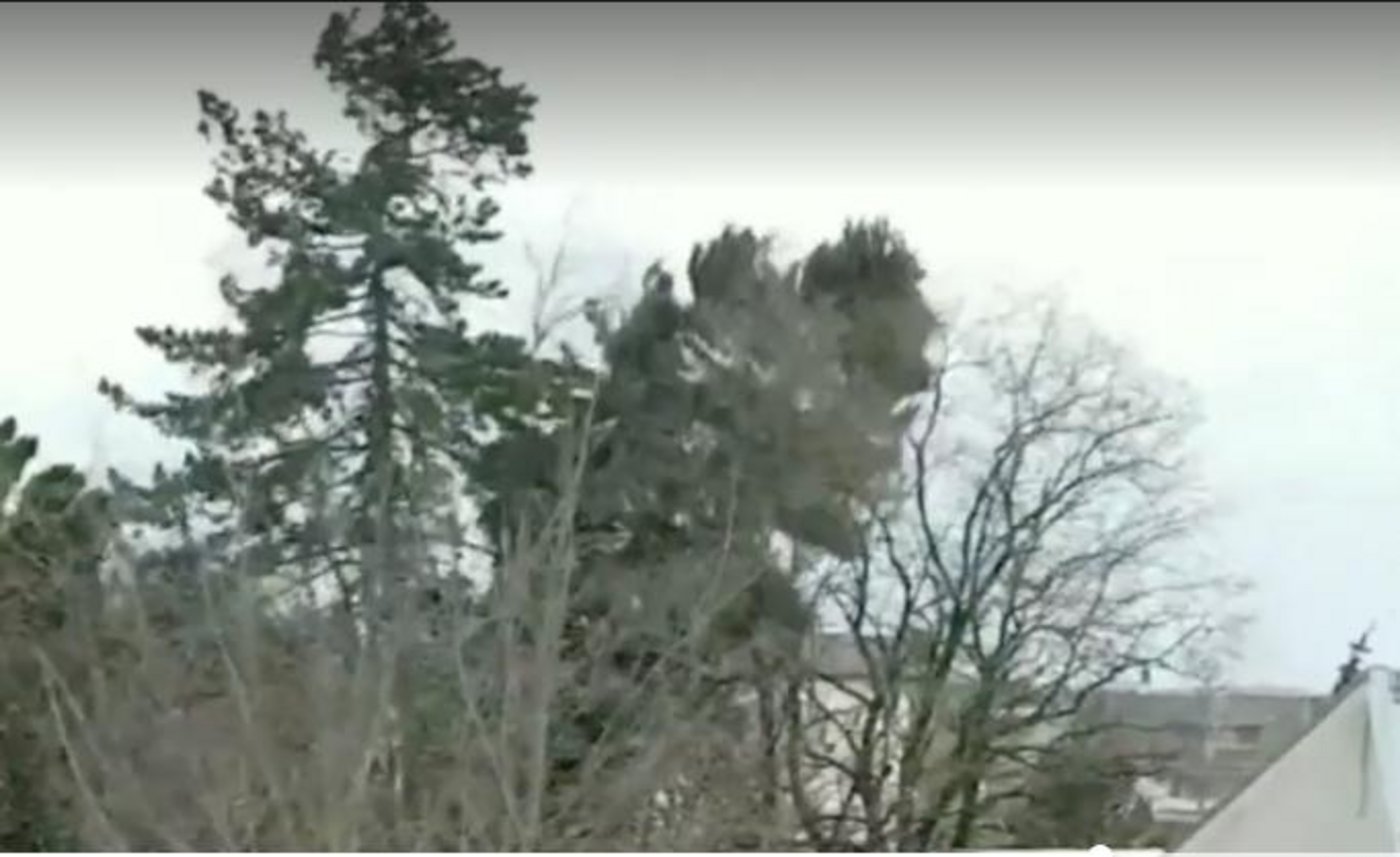 In Kirchberg BE stürzt der Wind einen Baum um. (Bild SRF Augenzeuge)