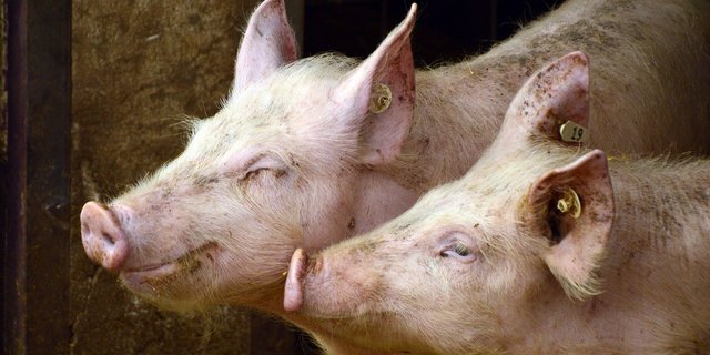 Die Gesundheitsdaten der Schweine müssen in Zukunft in einem elektronischen Behandlungsjournal eingetragen werden. (Bild Pixabay)