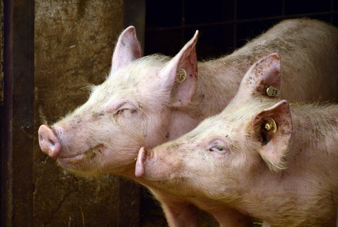 Die Gesundheitsdaten der Schweine müssen in Zukunft in einem elektronischen Behandlungsjournal eingetragen werden. (Bild Pixabay)