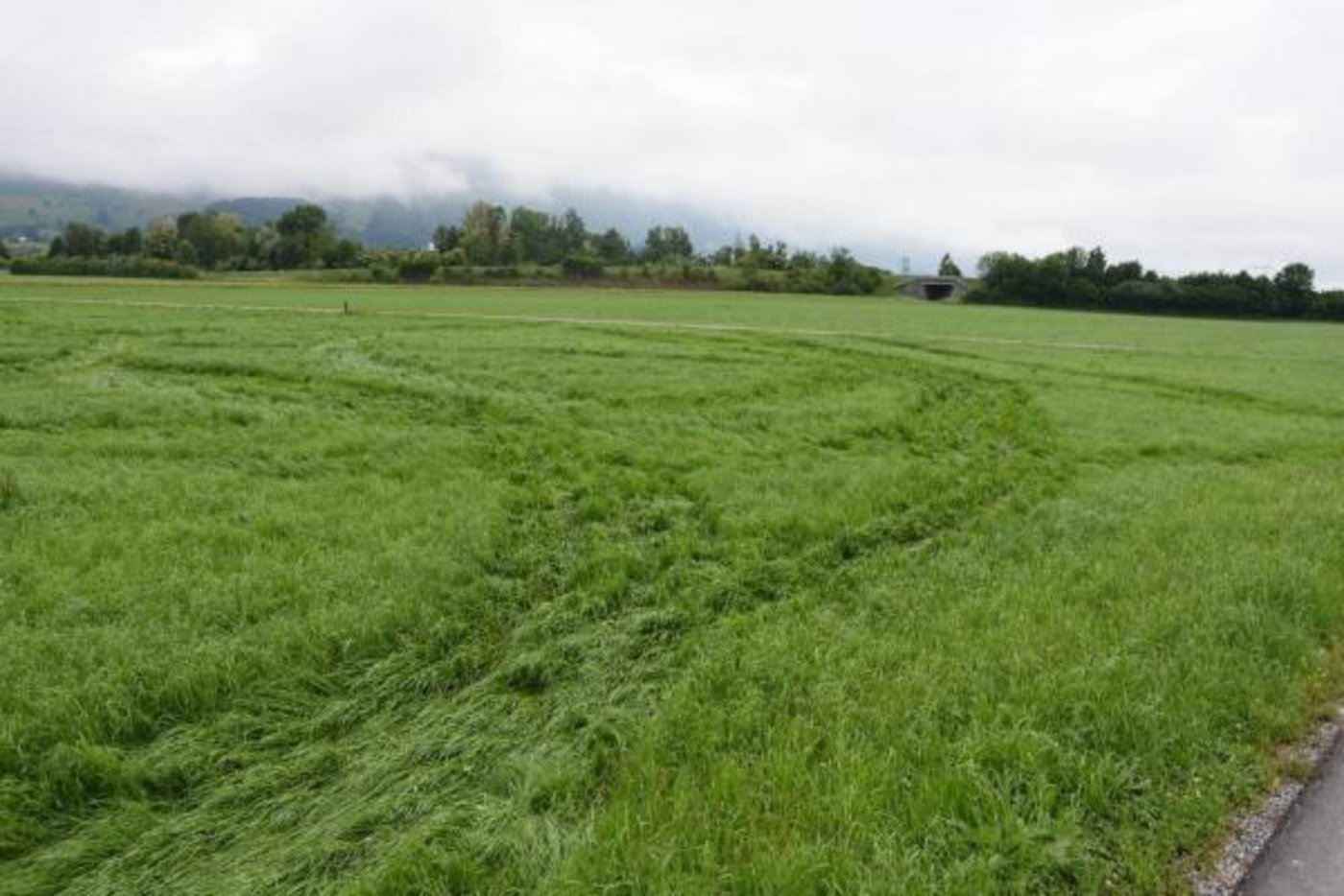 In der Folge verursachte er in dieser Wiese Schäden. 
