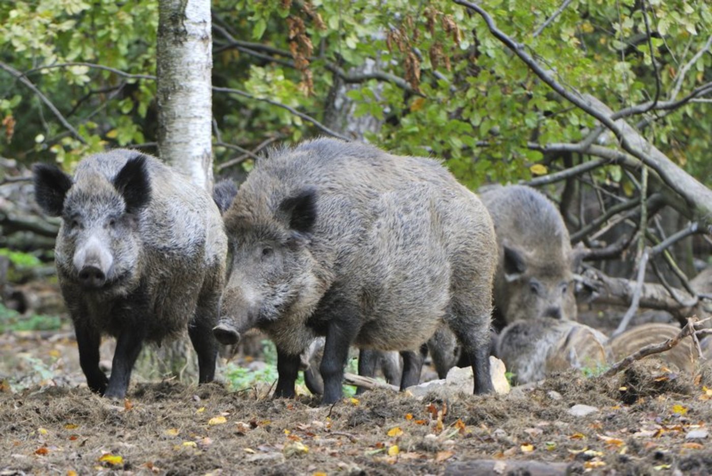 Die Jagdhunde sollen die Wildschweine aufstöbern und stellen, ohne sie zu verletzen. (Bild Fotolia Karin Jähn) 