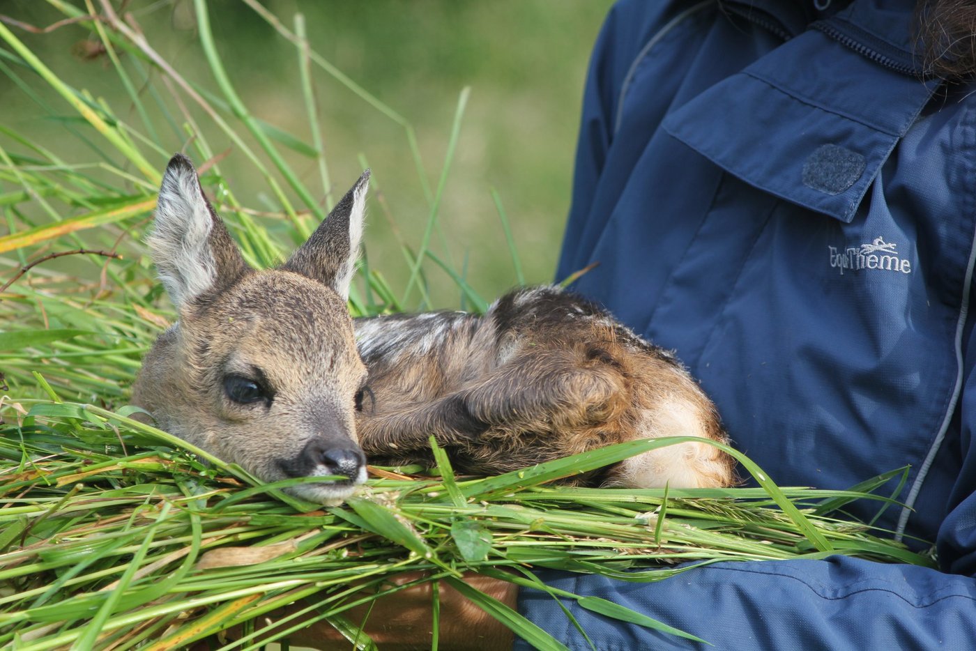 Die Rehkitze sollen bei der Rettung vor dem Mähwerk auf keinen Fall mit blossen Händen berührt werden, so der Schweizer Tierschutz. (Bild: flickr/STS Schweizer Tierschutz)