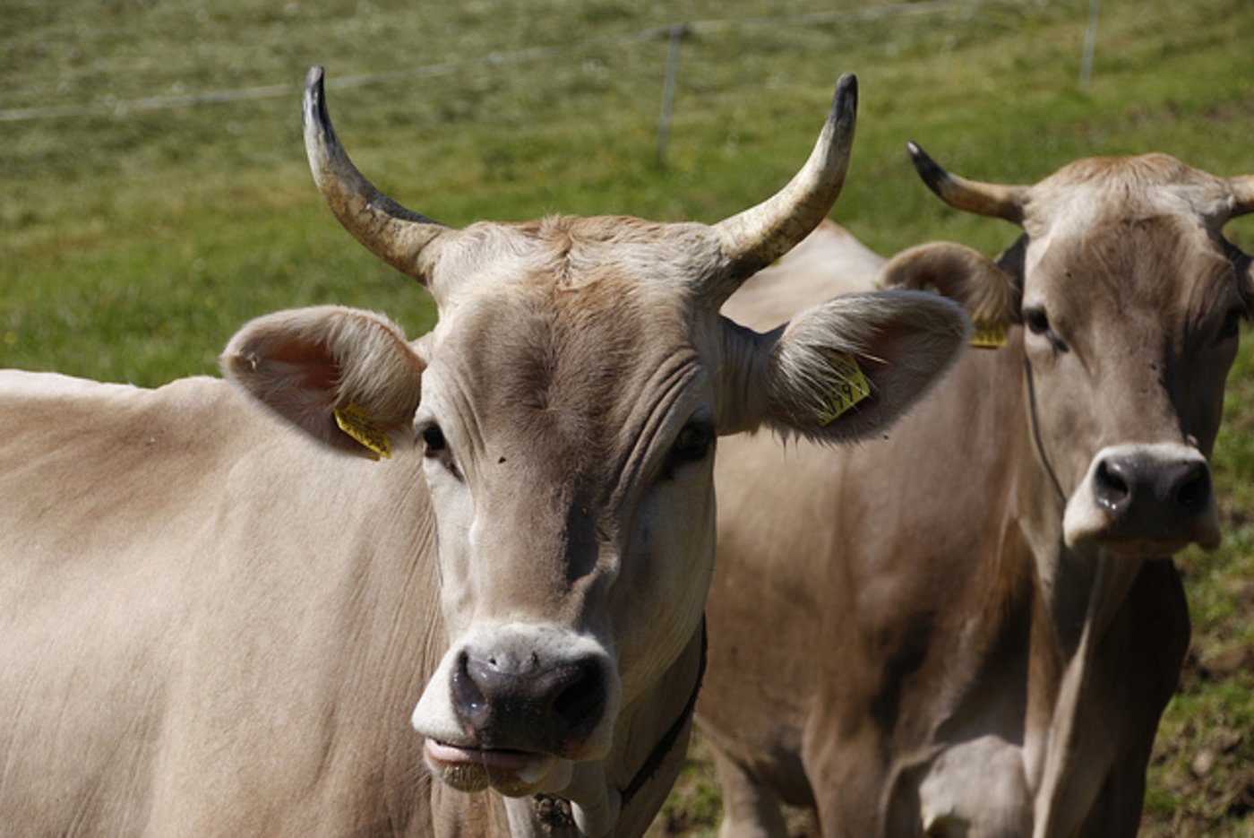 Seit 21. September wird abgeklärt, ob andere Tiere der beiden Alpen betroffen sind. (Symbolbild lid)