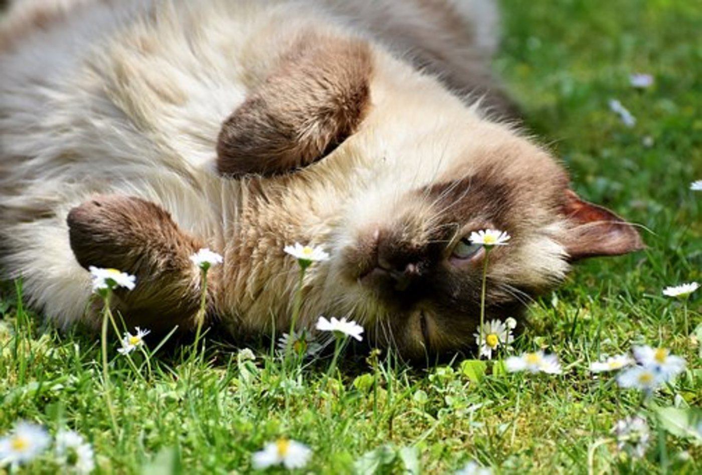 In der Schweiz waren 2017 knapp 495'000 Katzen in der Heimtierdatenbank Anis verzeichnet. (Bild Pixabay)