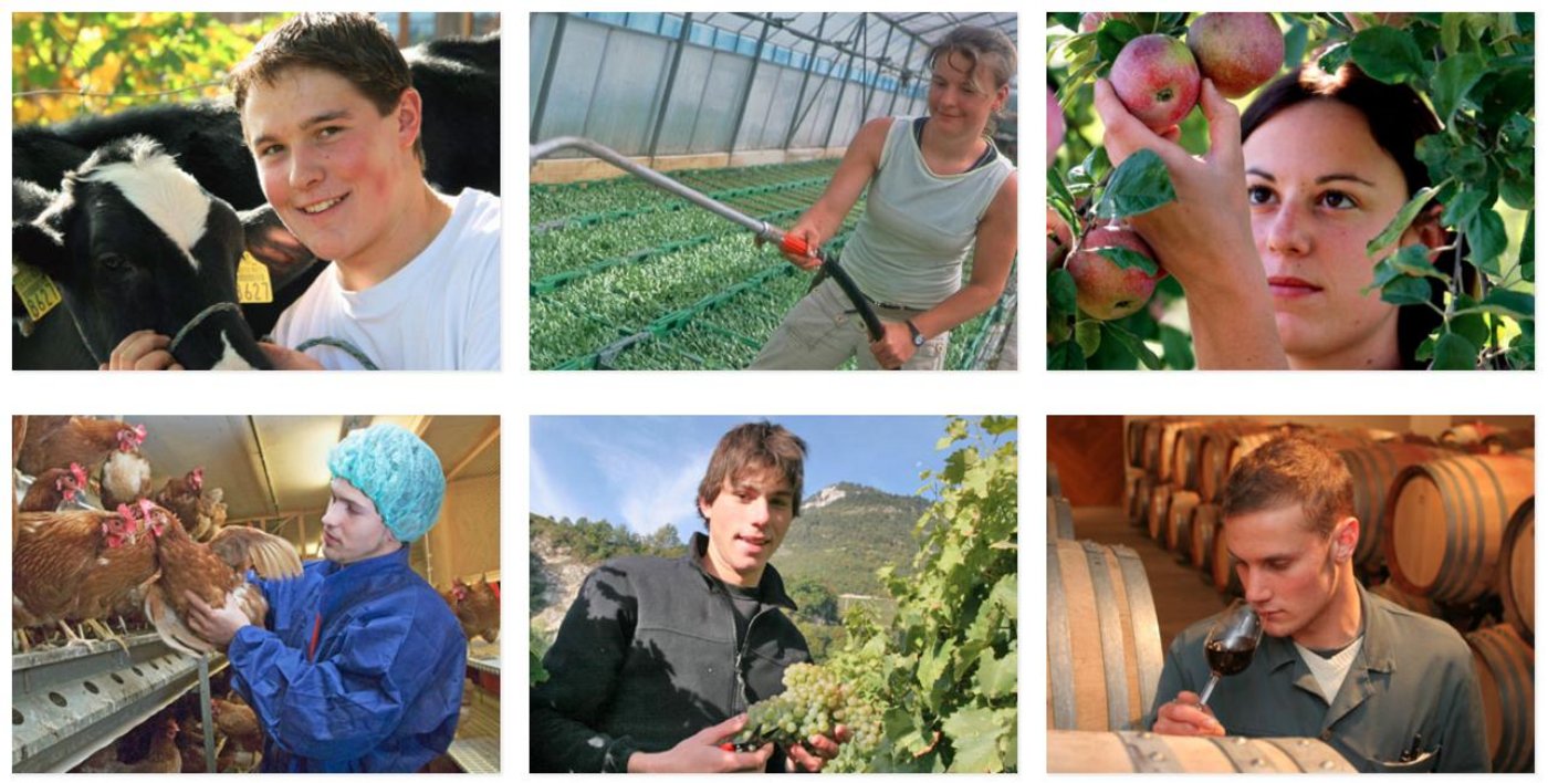 Der erfreuliche Aufwärtstrend der Lernendenzahlen im Berufsfeld Landwirtschaft hält an. (Bild OdA AgriAliForm)