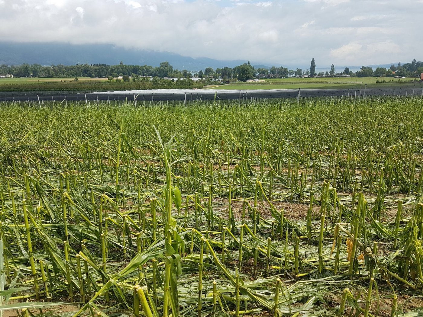 Die Landwirtschaft rund um Erlach BE ist vom Unwetter gezeichnet. (Bild zVg)