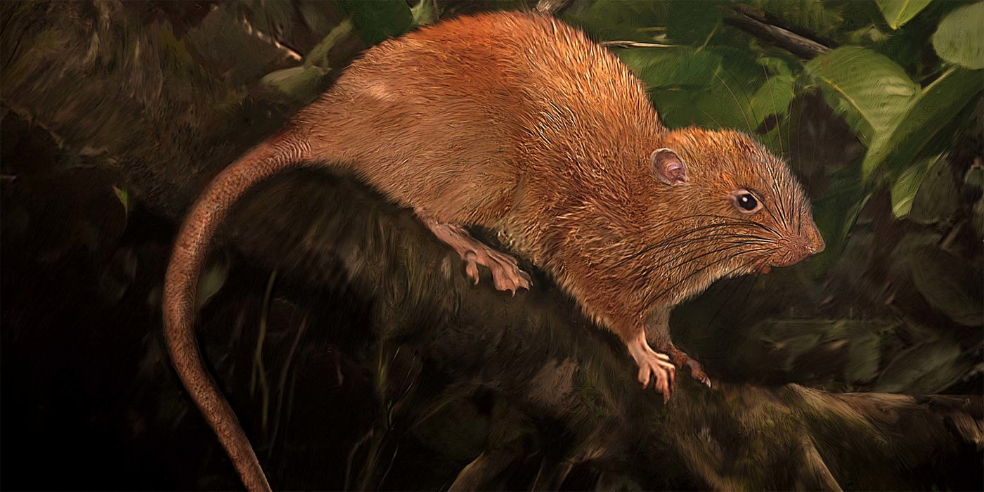Künstlerische Darstellung der Riesenratte Uromys vika. (Bild Velizar Simeonovski/The Field Museum)