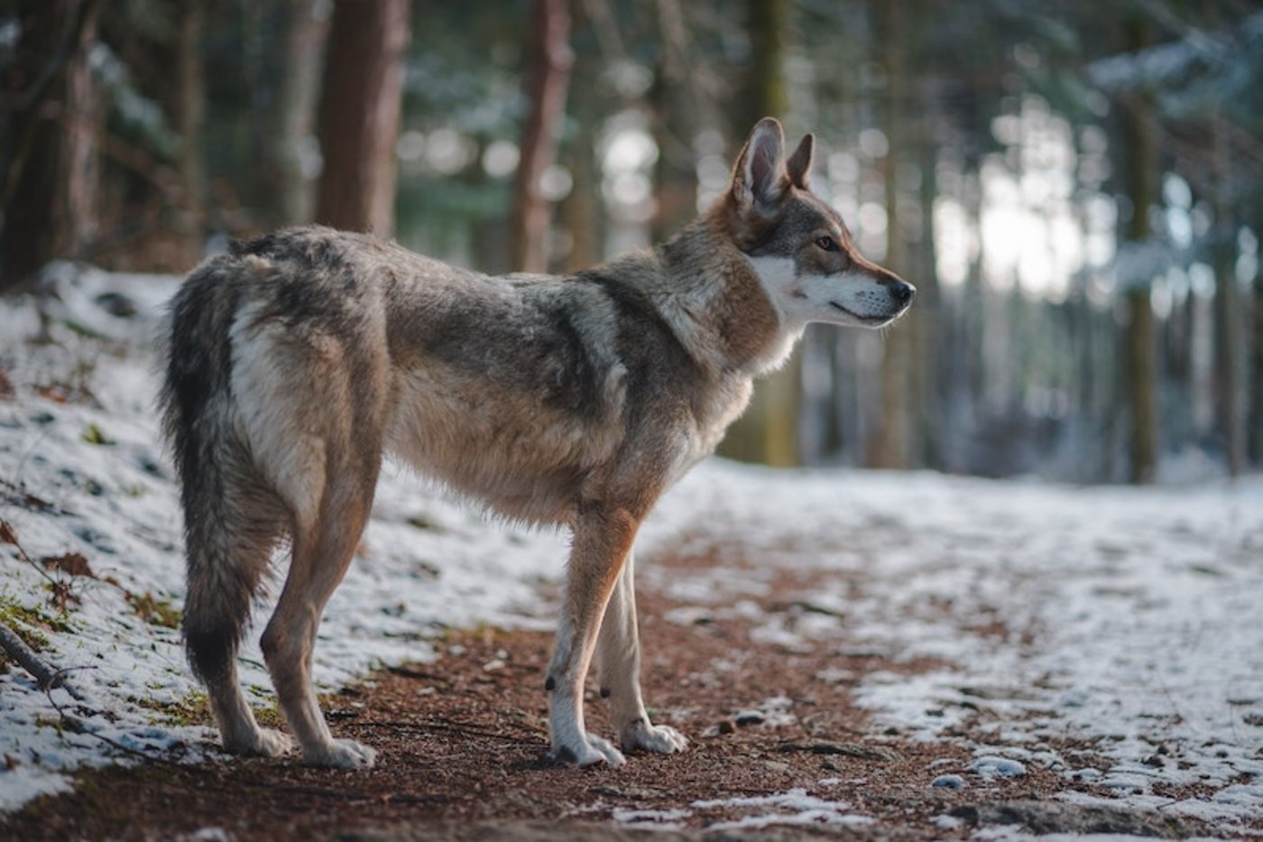 Ein Fall wie jener der Gantrisch-Wöfin dürfe sich nicht wiederholen. Daher seien wirksame Herdenschutzmassnahmen dringend umzusetzen. (Bild Tahoe / Unsplash)