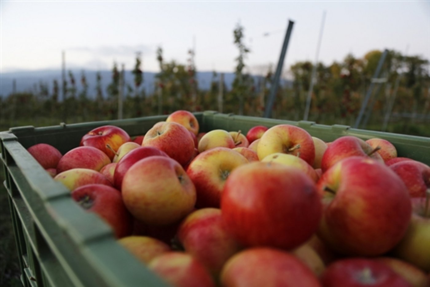 Die deutschen Obstproduzenten haben das Russlandembargo gemäss einer neuen Studie zu spüren bekommen. (Bild ji)