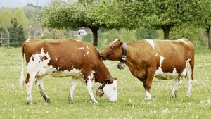 93 Prozent der Schwe 93 Prozent der Schweizer Milchkühe erfüllen die Kriterien für den Grünen Teppich.