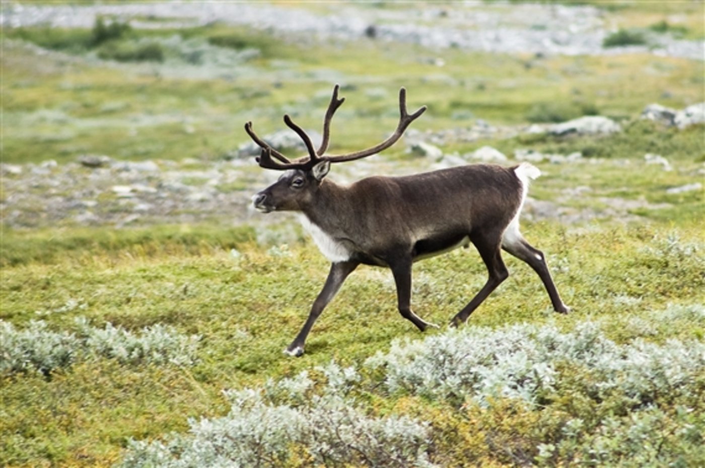 Bei Rentieren in Norwegen ist die ansteckende Hirnkrankheit CWD aufgetreten. (Symbolbild Alexandre Buisse)