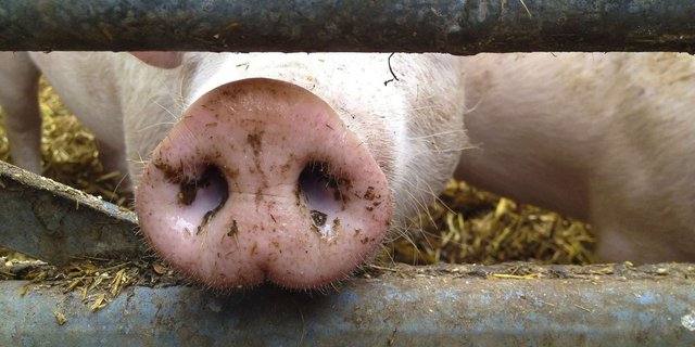 Die heutige Verfassung und Tierschutzgebung schütze die Nutztiere nicht genügend, so der STS. (Symbolbild stock.adobe.com)