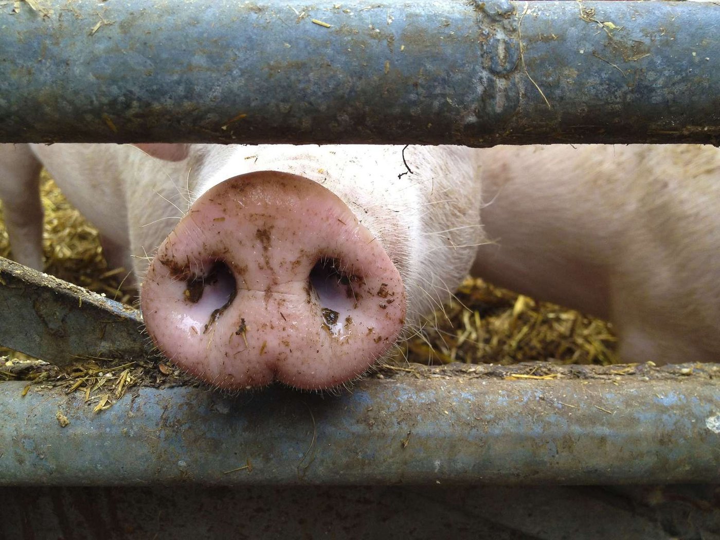 Die heutige Verfassung und Tierschutzgebung schütze die Nutztiere nicht genügend, so der STS. (Symbolbild stock.adobe.com)