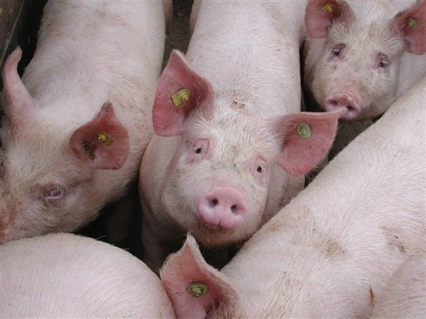 Die Schweinepreise bewegen sich nicht von Ort und Stelle. (Bild BauZ)