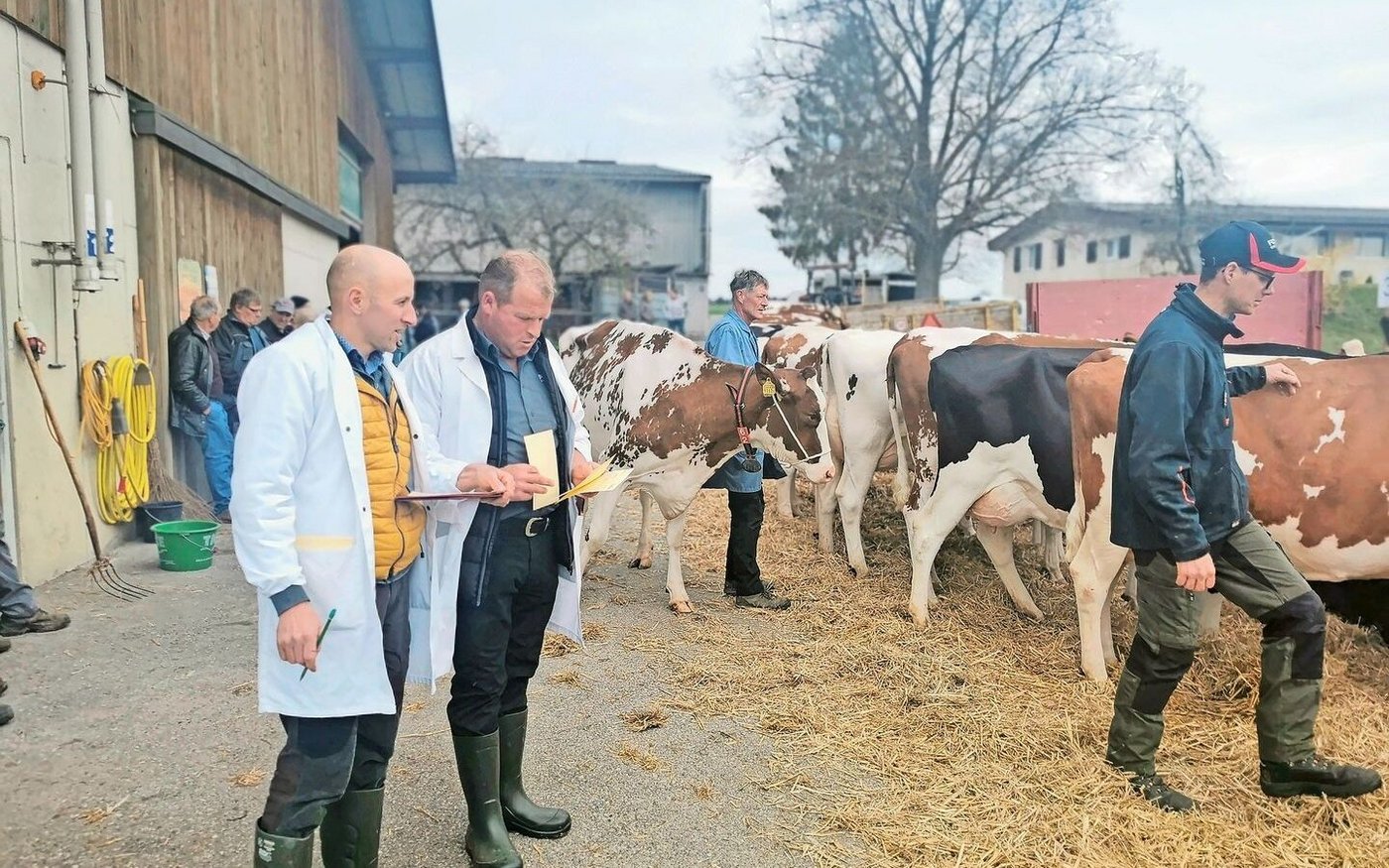 Die Punktierung beim Rind wird seit rund zehn Jahren nur noch aus der Kasse der Absatzförderung unterstützt. Nun wird der «Tierzucht-Geldhahn» für Schauen auch bei allen anderen Tiergattungen zugedreht. Das BLW schlägt drei Wege zur Anpassung vor.  