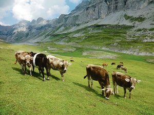 Steigende Temperaturen beschleunigen das Wachstum von Wiesenpflanzen, aber dadurch wird auch die Wasserversorgung schneller zum Problem.(Bild BauZ)