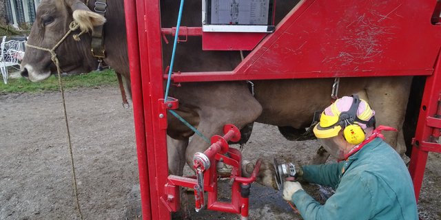 Die bei der routinemässigen Klauenpflege aufgenommenen Daten sollen die Kontrolle der betrieblichen Klauengesundheit sicherstellen. (Bild Vetsuisse Bern)